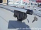 �������� �� ������ YZ-5754 120 ��  TOYOTA RAV-4 2006-2012 ���
